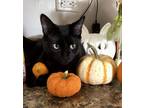 Adopt Jack a All Black Domestic Shorthair / Mixed cat in Palatine, IL (38735780)