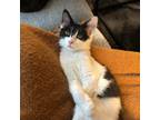Adopt Star a Black & White or Tuxedo Domestic Longhair / Mixed (long coat) cat