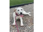 Adopt Wendy a Labrador Retriever / Mixed dog in Jefferson, NJ (38878957)