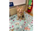Adopt Sunny a Orange or Red Domestic Shorthair (short coat) cat in Parlier