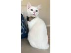 Adopt Star a Turkish Van (short coat) cat in Parlier, CA (38713927)