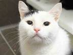 Adopt KAT a White Domestic Mediumhair / Mixed (medium coat) cat in Denver