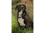 Adopt Tigger a Black - with White Labrador Retriever / Mixed dog in Evergreen