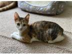 Adopt Chicken Nugget a Calico or Dilute Calico Domestic Shorthair / Mixed (short