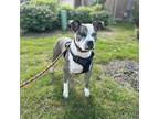 Adopt Bella a Boxer, American Staffordshire Terrier