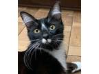 Adopt Jimmy James T. Kirk a Black & White or Tuxedo Domestic Shorthair / Mixed