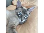 Adopt Jane a Gray or Blue (Mostly) Siamese / Mixed (short coat) cat in Los
