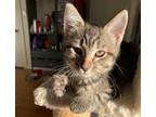 Adopt Echo a Brown Tabby Domestic Shorthair / Mixed (short coat) cat in Los
