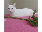 Adopt Cordelia a White Domestic Shorthair / Mixed (short coat) cat in Los