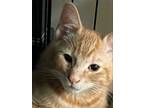 Adopt Roni a Orange or Red Domestic Shorthair / Mixed (short coat) cat in Los