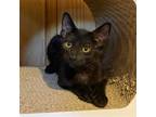 Adopt Antimony a All Black Domestic Shorthair / Mixed (short coat) cat in Los