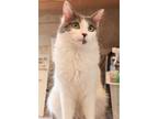 Adopt Violet a Gray or Blue (Mostly) Turkish Van / Mixed (long coat) cat in Los