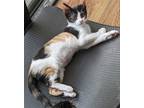Adopt Pebbles a Calico or Dilute Calico Calico / Mixed (short coat) cat in Los