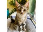 Adopt Kiah a Brown Tabby Domestic Shorthair / Mixed (short coat) cat in Los