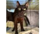 Adopt Rebel a All Black Domestic Shorthair / Mixed (short coat) cat in Los