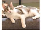 Adopt Abby a Brown Tabby Domestic Shorthair / Mixed (short coat) cat in Los