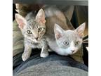 Adopt Delilah Rose a Gray or Blue (Mostly) Domestic Shorthair / Mixed (short