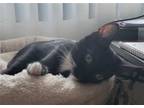 Adopt Pepe a Black & White or Tuxedo Domestic Shorthair / Mixed (short coat) cat