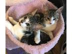 Adopt Blue and Jay a Gray, Blue or Silver Tabby Domestic Shorthair / Mixed