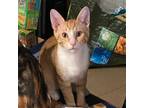 Adopt Macaroni a Orange or Red Domestic Shorthair / Mixed (short coat) cat in