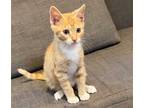 Adopt Simba a Orange or Red Domestic Shorthair / Mixed (short coat) cat in Los