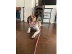 Adopt Oscar a Hound (Unknown Type) dog in Roanoke, VA (38893350)