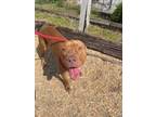 Adopt Whiskey a Pit Bull Terrier dog in Roanoke, VA (38626384)