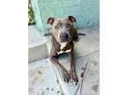 Adopt Iverson a Pit Bull Terrier dog in Roanoke, VA (38893349)