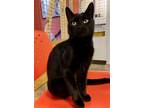 Adopt Midnight a All Black Bombay / Mixed (short coat) cat in Washington