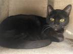 Adopt Boo Berry a All Black Domestic Shorthair / Mixed (short coat) cat in