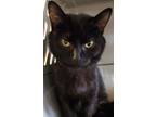 Adopt Alison a Domestic Short Hair