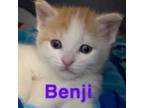 Adopt Benji a Domestic Short Hair
