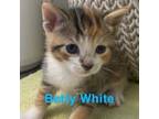 Adopt Betty White a Domestic Short Hair