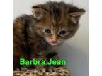 Adopt Barbara Jean a Domestic Short Hair