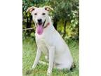 Adopt Ada a Labrador Retriever / Mixed dog in Walton County, GA (38712052)
