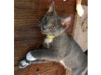 Adopt Goose a Gray or Blue (Mostly) Domestic Shorthair / Mixed (short coat) cat