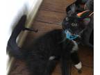 Adopt Gaga a Black & White or Tuxedo Domestic Mediumhair / Mixed (medium coat)