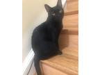 Adopt Luda a All Black Domestic Mediumhair / Mixed (medium coat) cat in Herndon