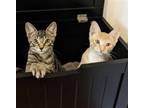 Adopt Big Mac and Frosty! a Brown Tabby Domestic Shorthair / Mixed (short coat)