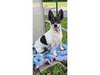 Adopt Philip Rene a Toy Fox Terrier / Mixed dog in Davie, FL (38717833)