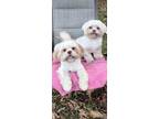 Adopt Eva & Theodore a Shih Tzu / Mixed dog in Davie, FL (38765778)