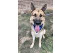 Adopt Jepard a Black - with Tan, Yellow or Fawn German Shepherd Dog dog in