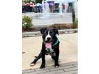 Adopt Porter a Black - with White American Staffordshire Terrier / Mixed Breed