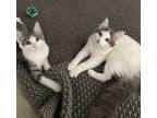 Adopt Indie & Chevie a White (Mostly) Domestic Longhair (long coat) cat in