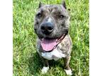 Adopt Shania - Adoption Fee Paid! a Brindle - with White American Pit Bull