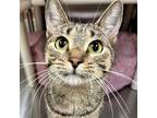 Adopt Astrid - Reduced Fee! a Brown Tabby Domestic Shorthair / Mixed (short