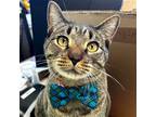 Adopt Hank Squared - Reduced Fee! a Brown Tabby Domestic Shorthair / Mixed