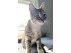 Adopt Valencia a Brown Tabby Domestic Shorthair / Mixed (short coat) cat in Seal