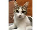 Adopt Avila a Brown Tabby Domestic Shorthair / Mixed (short coat) cat in Seal