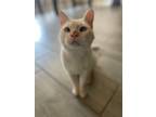 Adopt Twiggles a White Siamese / Mixed (short coat) cat in Spring, TX (38871532)